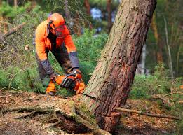 How Our Tree Care Process Works  in Boaz, WV